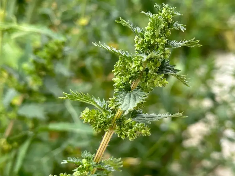 Désherbage Naturel au Vinaigre Blanc
